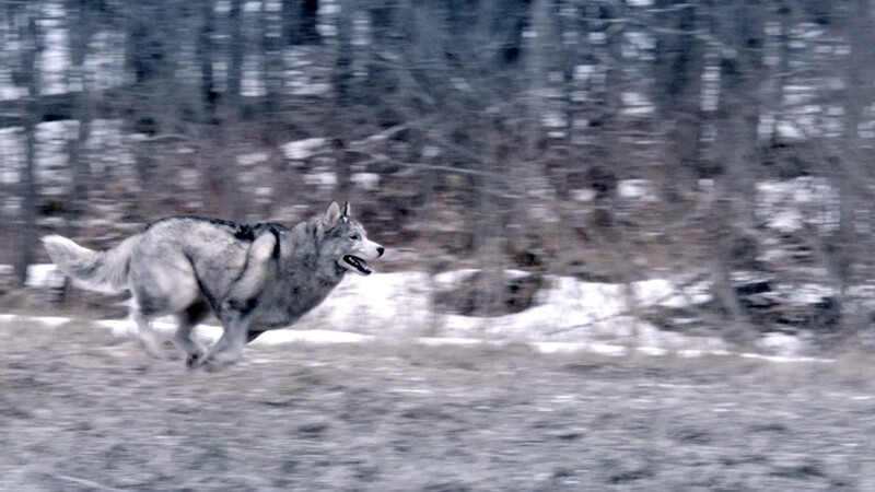A wolf running through the woods