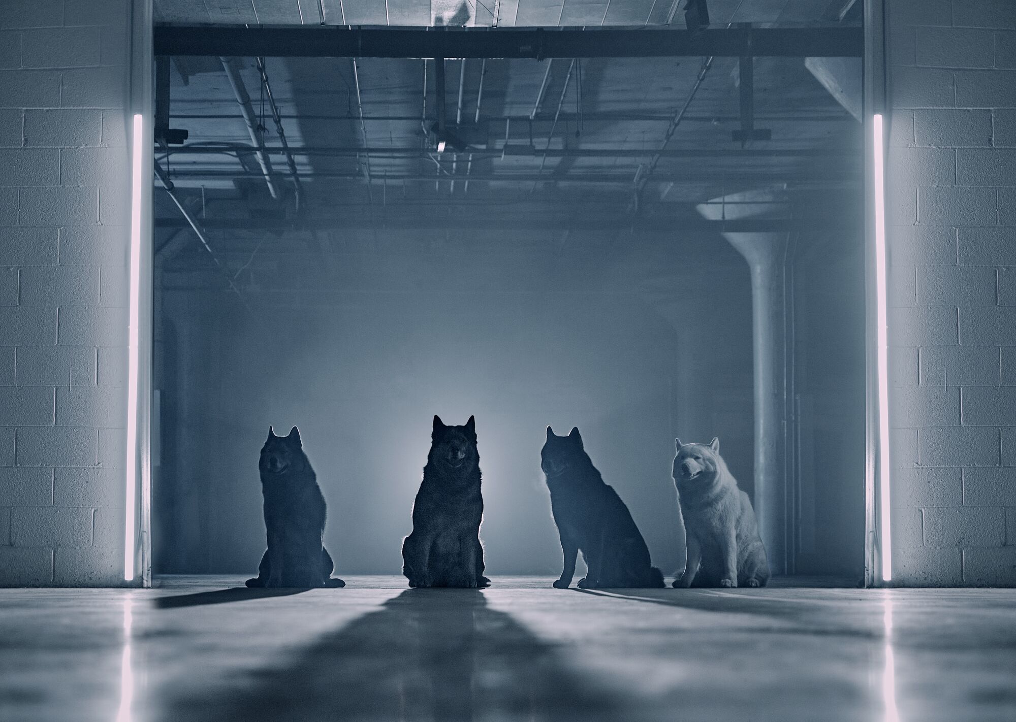 Four Wolves in the Forefront of Empty Storage Room Four Wolves in the Forefront of Empty Storage Room