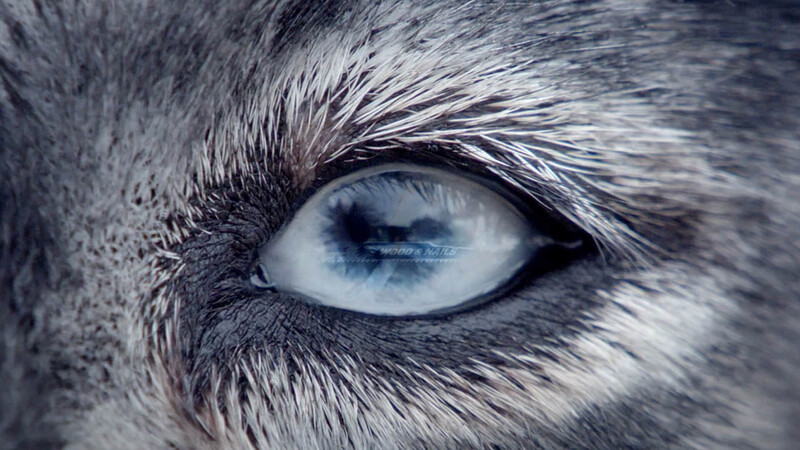 A close up of a wolf's eye reflecting the image of a LENOX Reciprocating Saw Blade