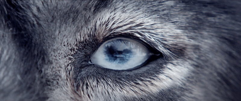 A close up of a wolf's eye reflecting the image of a LENOX Reciprocating Saw Blade