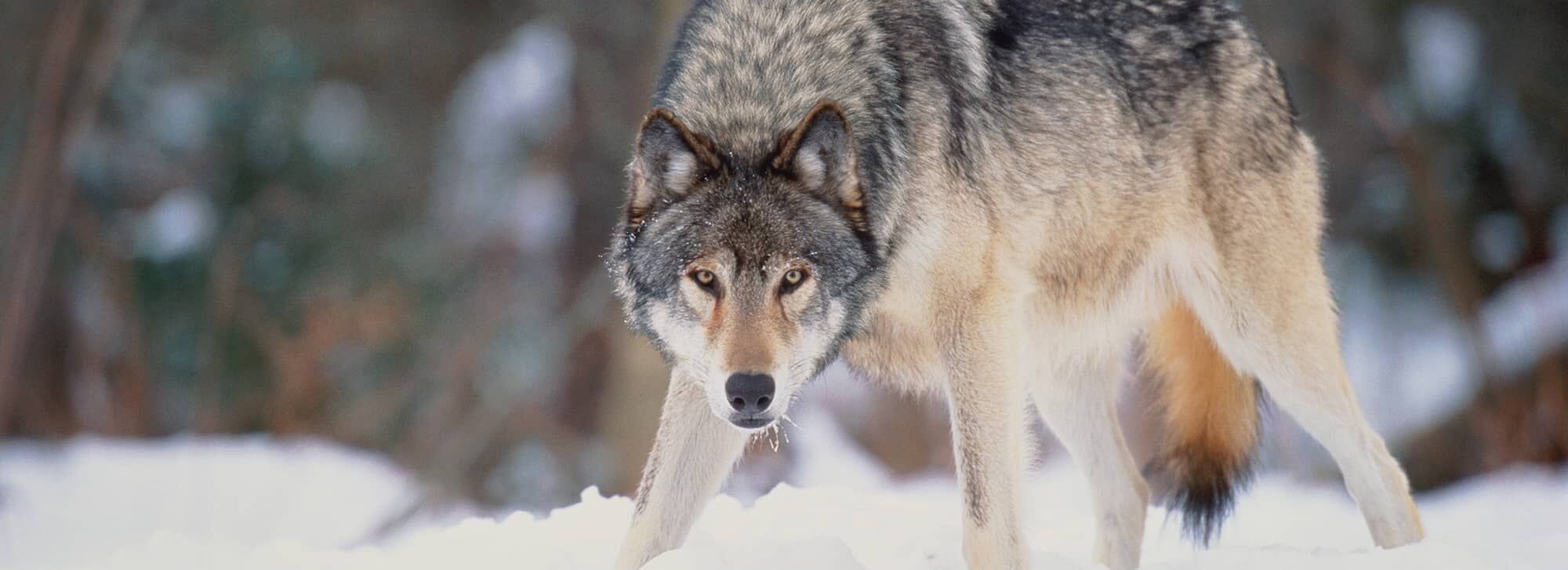 A wolf standing in snow A wolf standing in snow
