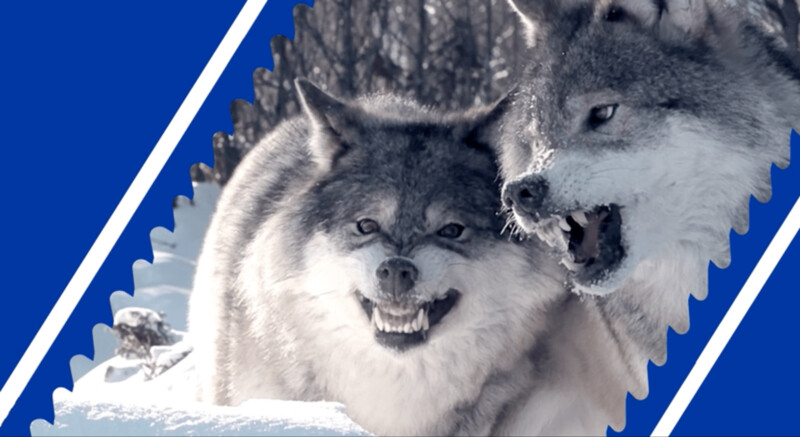 Two wolves snarling and barring their teeth