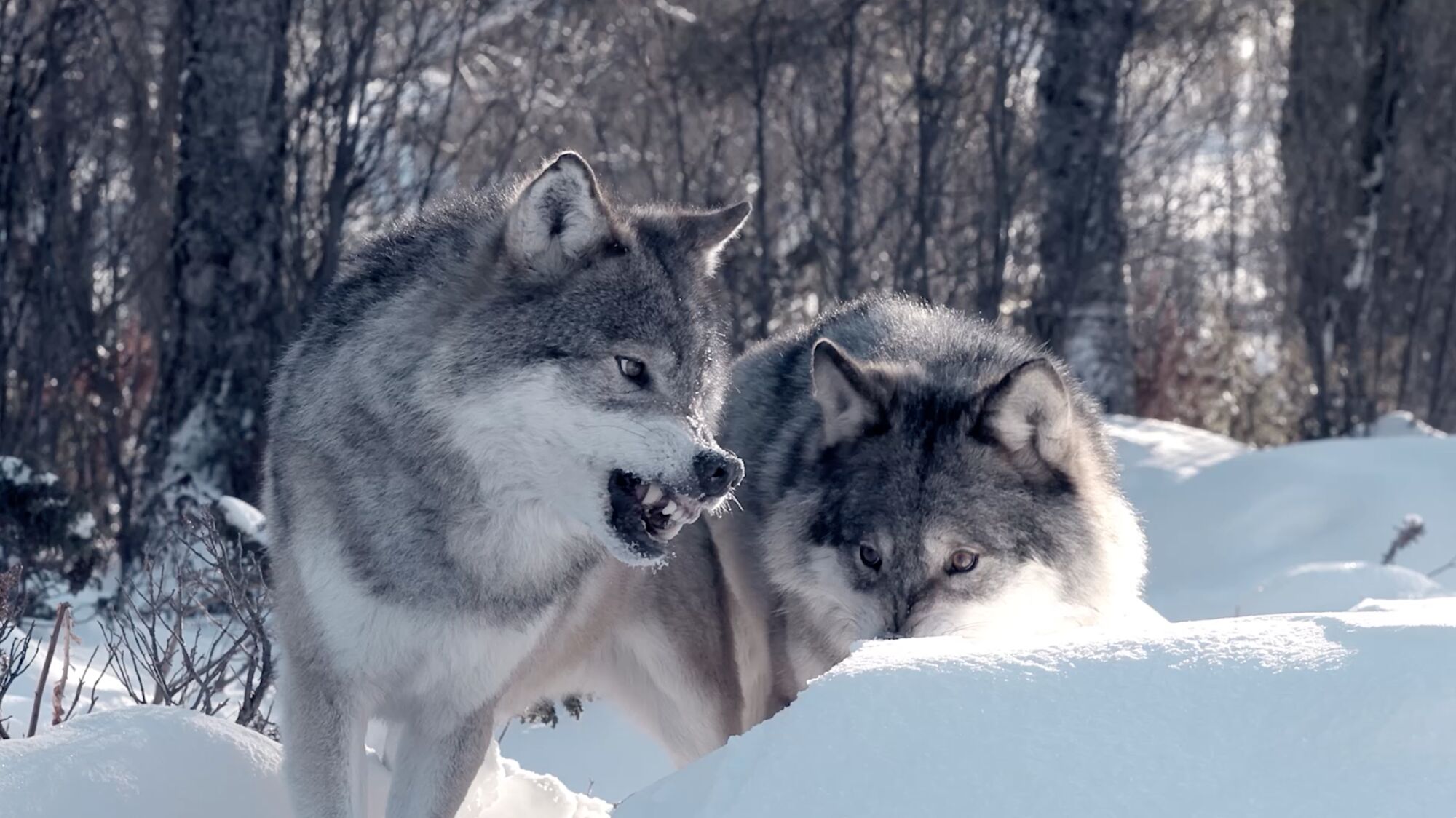 Image of two wolves in the snow